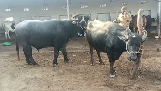 hot buffalo meeting and cow meeting(1)