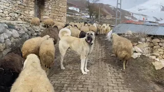 A Turkish Anatolian Shepherd Dog Looks Great with a Herd of Sheep