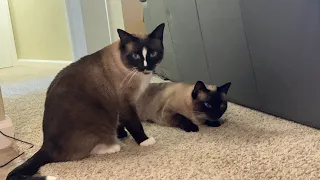 Jimothy cleans Simon’s ears 😻😻😻 Siamese Cats Grooming