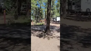 KOA Flagstaff, AZ