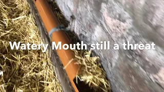 Stabilising bedding in a Sheep Shed