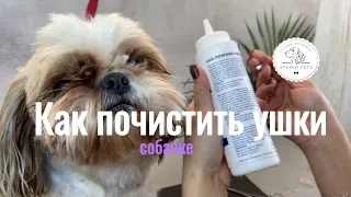 Как почистить уши собаке. Чистка ушей в домашних условиях #viral #dog #собака #animal #pet #fyp