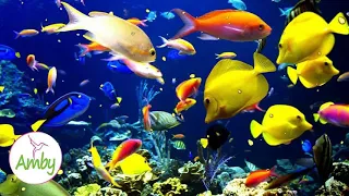 Stunning Aquarium & The Best Relax Music 3 Hours Sleep Music HD 1080P