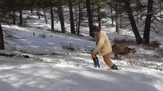 Releasing a Deer from a Wolf Trap (the hard way!)