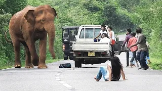 Sensational video of terrible elephant attack | हाथी के भयानक हमले का सनसनीखेज वीडियो