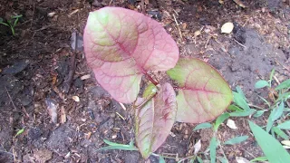 КАК С НЕЙ БОРОТЬСЯ!Гречиха сахалинская( Рейнутрия)Агрессор/Fallopia sachalinensis plant aggressor