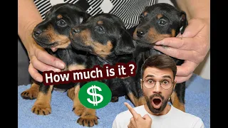 How much does a German Jagdterrier puppy cost?