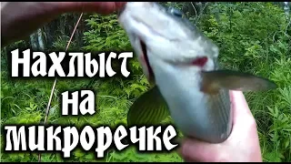 Нахлыст хариус.  Рыбалка в Карелии. Grayling fly fishing