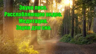 Звуки природы, пение птиц, Звуки Леса, для релаксации, сна, Медитации, Relax Sounds of nature - 2021