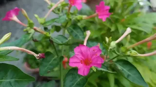 5 o'clock flowers/mirabilis jalapa make our  feeling fresh after working out, good smell of it