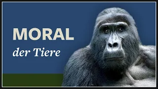 Frans de Waal und Tier-Moral · Affen im Burger's Zoo