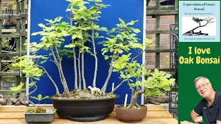 Bonsai For Beginners: You Won't Believe What Tree is Best to Start With!