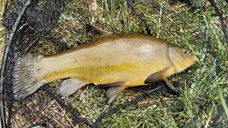 Tench Fishing (Ireland)