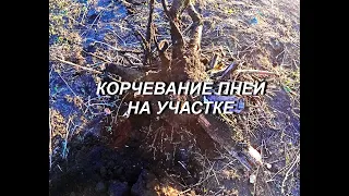 КОРЧЕВАНИЕ ПНЕЙ НА УЧАСТКЕ