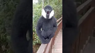 White-cheeked gibbon | Белощёкий хохлатый гиббон