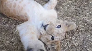 Львята и тигрята - в гостях у младшей школы. Тайган. Lions and tigers cubs. Taigan.