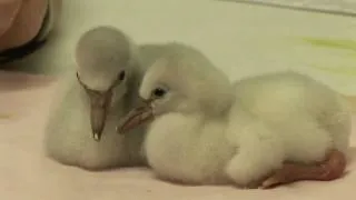 Baby Flamingo Feeding Time