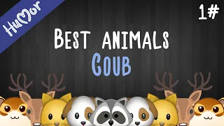 The best animal videos on Coub 1#