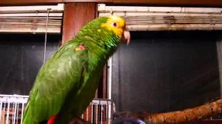 Johnny our Double yellow Headed Amazon Parrot