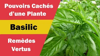 Basilic : Bienfaits Magiques et Utilisations Multiples !