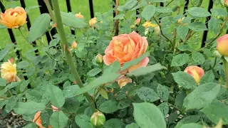 May Garden Tour🌞🌹 Roses in Bloom🌸