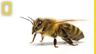 How Do Honeybees Get Their Jobs? | National Geographic