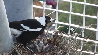 Baby magpies feeding (2)