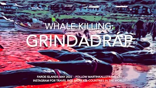 Whale hunting in the Faroe Islands (Grindadrap - The Grind) 7th of May 2022
