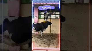 Swinging and rotating cow brush