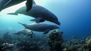 Diving with Dolphins in the Red Sea