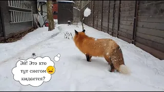 Alice the fox. The reaction of the fox to the game of snowballs.