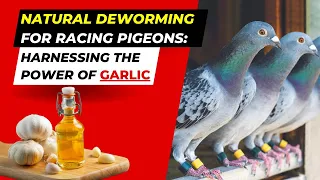 "Natural Deworming for Racing Pigeons: Harnessing the Power of Garlic"