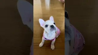 おやつで弄ばれてふてくされるフレンチブルドッグが可愛すぎる French bulldog being tossed around with treats is too cute.#shorts