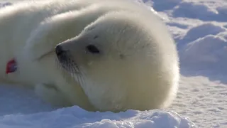 アザラシの赤ちゃん、今日ものんびり