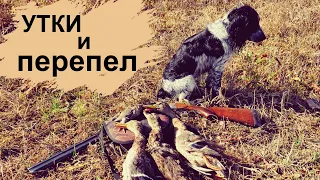 Охота на УТКУ и перепела В БЕЛАРУСИ.РОС БРИК и ТОЗ 34!!Duck hunting in Belarus.