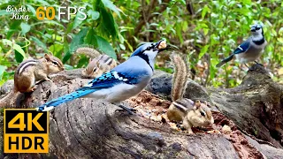 Cat TV for Cats to Watch 😺 Birds vs Chipmunks: A Day in the Wild 🐿 8 Hours 4K HDR 60FPS