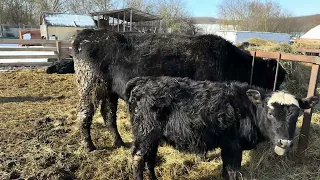 Откорм и содержание бычков Абердинов + Калмыцкая порода
