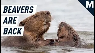 British Beavers Went Extinct, Now They’re Back! | Mashable