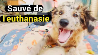 Refuge Bayonne - Ils donnent une seconde chance aux animaux