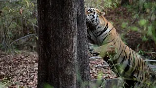 Tiger Chotusa Mogli aka Junior Mogli l TADOBA I ZARI, KESLAGHAT.