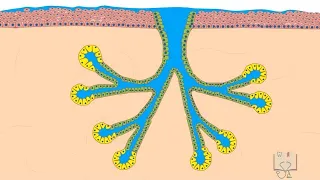 Salivary Glands- histology