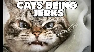 Cats Being Jerks Funny