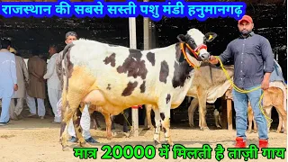 20000 में खरीदो ताज़ी गाय। पशु मंडी हनुमानगढ़। Low price cows Market Pashu Mandi Hanumangarh