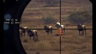 WotH: Hunting lions