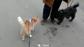 🐆Шлейка для кота, встреча с собакой, прогулка в дождь.