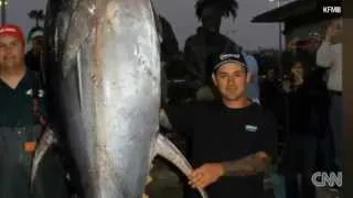 WOW.........Giant 445-pound tuna caught