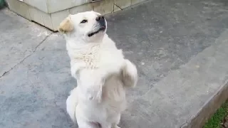 Funny Dogs 😂 Try NOT To Laugh Challenge [Funny Pets]