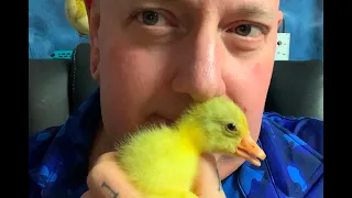🤩 FLUFFY NUGGETS! Embden Geese I hatched🐣