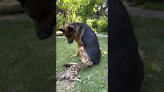 Bengal Cat Dog Fight