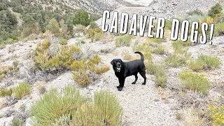 Unearthing Secrets: Cerro Gordo's Cadaver Dog Investigation